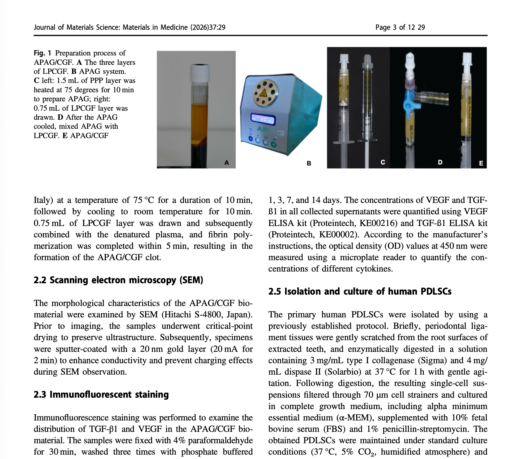An injectable APAG/CGF biomaterial orchestrates gingival black triangle reconstruction via biomimetic microenvironment for cellular regulation